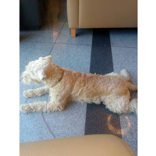 Mr.Pet spletna trgovina