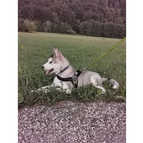 Mr.Pet spletna trgovina