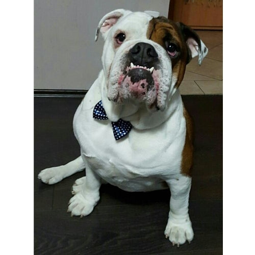 Mr.Pet spletna trgovina