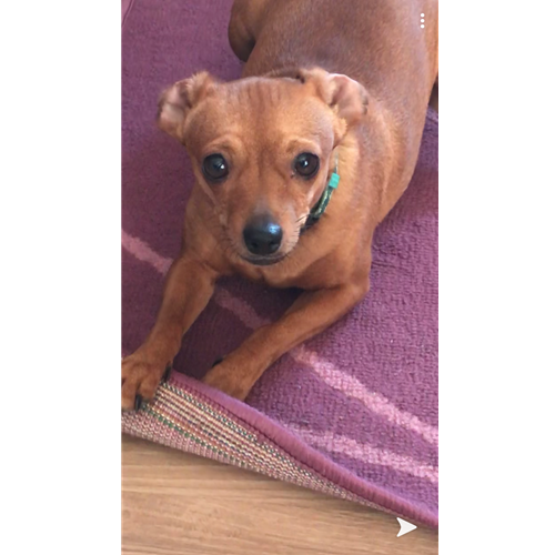 Mr.Pet spletna trgovina