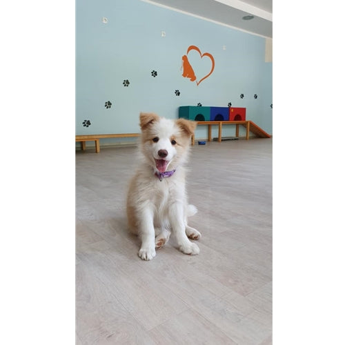 Mr.Pet spletna trgovina