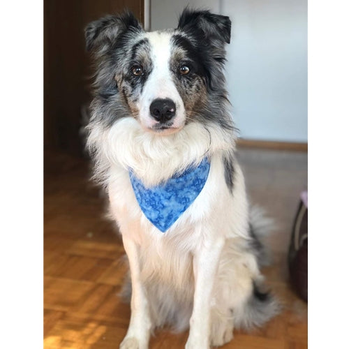 Spletna trgovina Mr.Pet