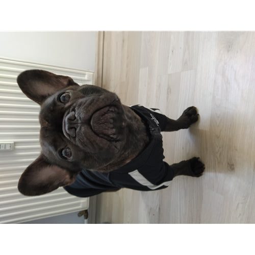 Mr.Pet spletna trgovina