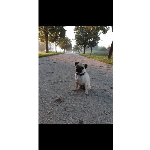 Mr.Pet spletna trgovina