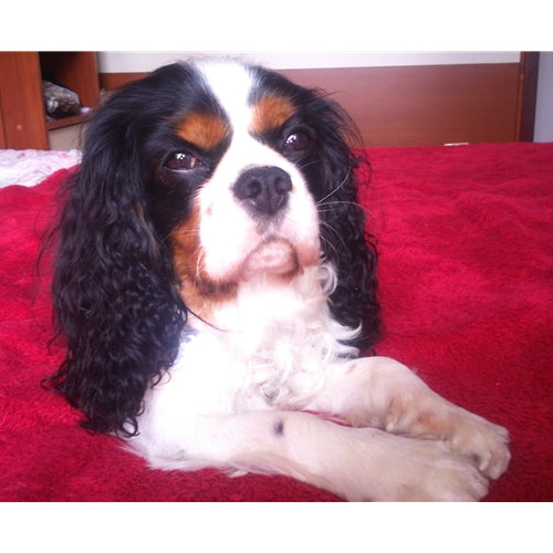 Mr.Pet spletna trgovina