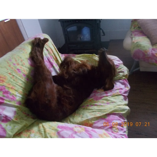 Mr.Pet spletna trgovina