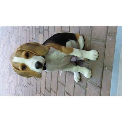 Mr.Pet spletna trgovina