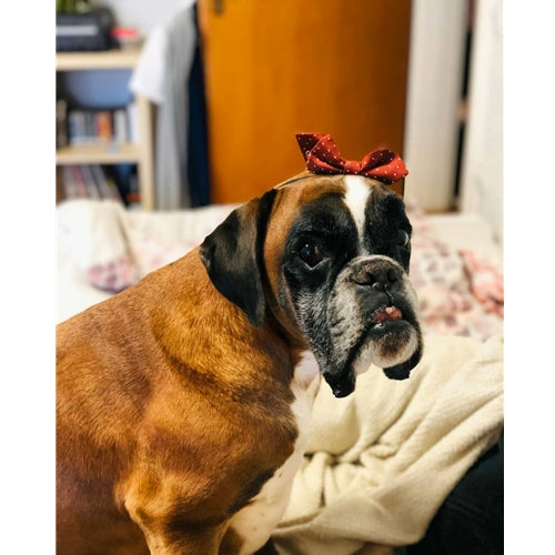 Mr.Pet spletna trgovina