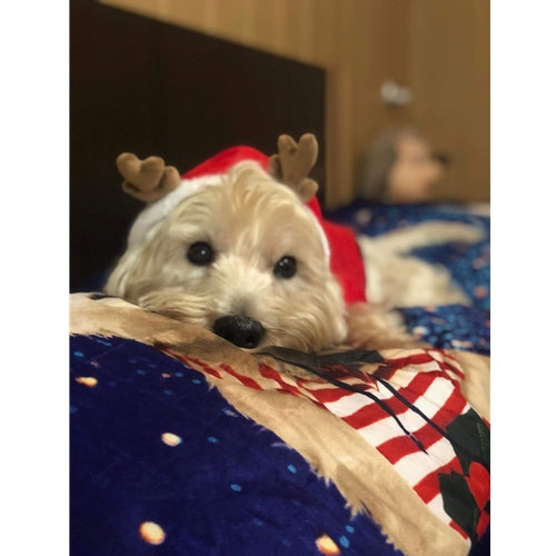 Mr.Pet spletna trgovina