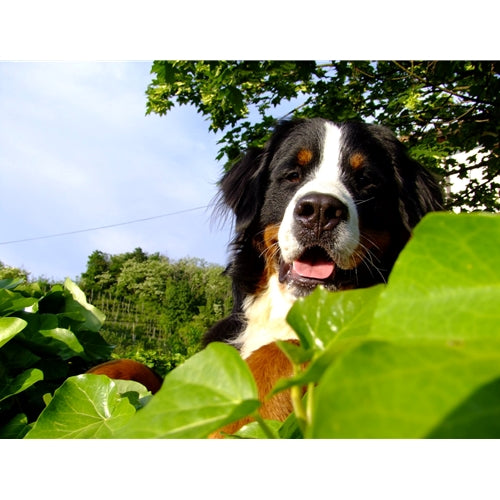 Mr.Pet spletna trgovina