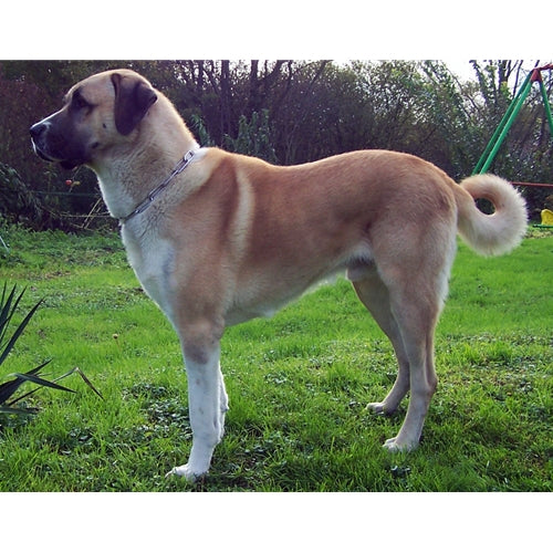 Mr.Pet spletna trgovina