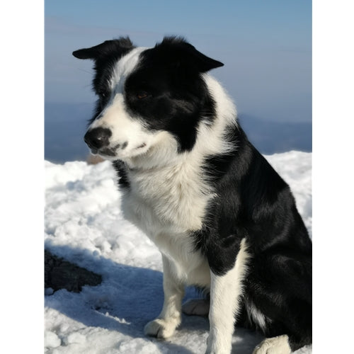 Mr.Pet spletna trgovina
