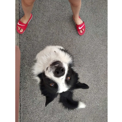 Mr.Pet spletna trgovina