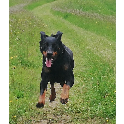 Mr.Pet spletna trgovina