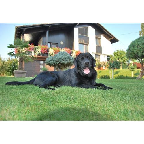 Spletna trgovina Mr.Pet