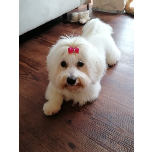 Mr.Pet spletna trgovina