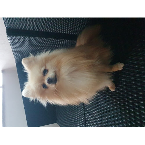 Mr.Pet spletna trgovina