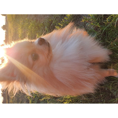 Mr.Pet spletna trgovina
