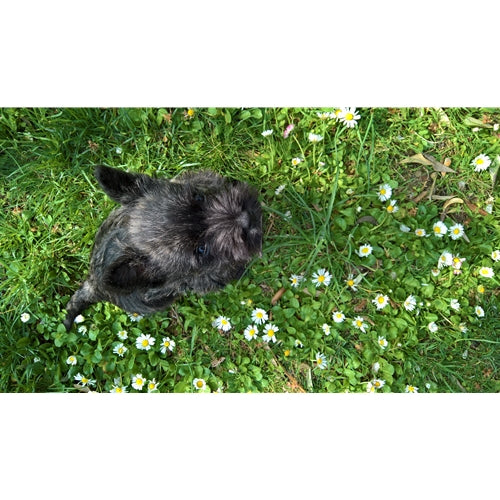 Mr.Pet spletna trgovina