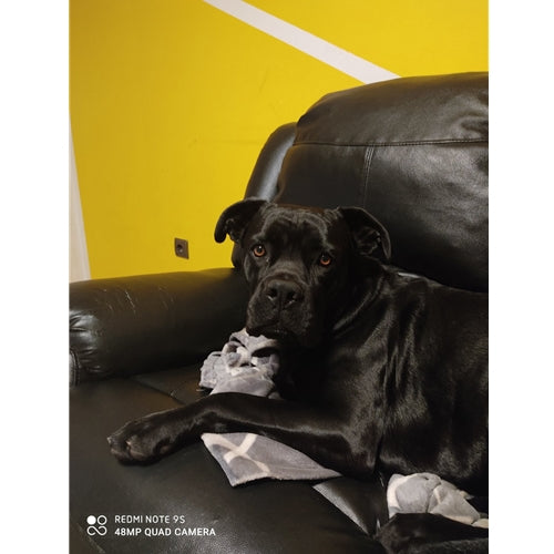 Mr.Pet spletna trgovina