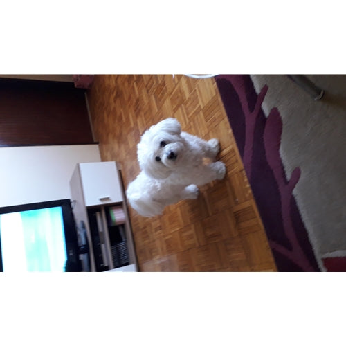 Mr.Pet spletna trgovina