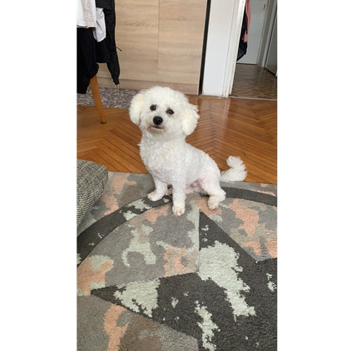 Mr.Pet spletna trgovina