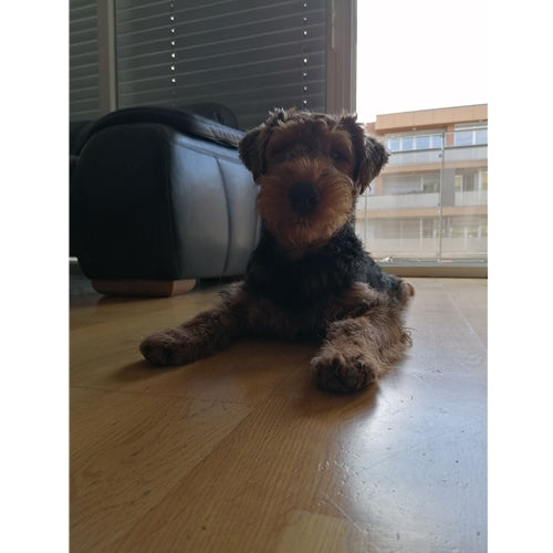 Mr.Pet spletna trgovina