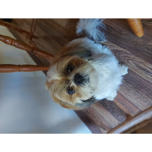 Mr.Pet spletna trgovina