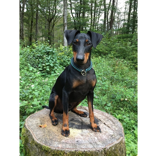 Mr.Pet spletna trgovina