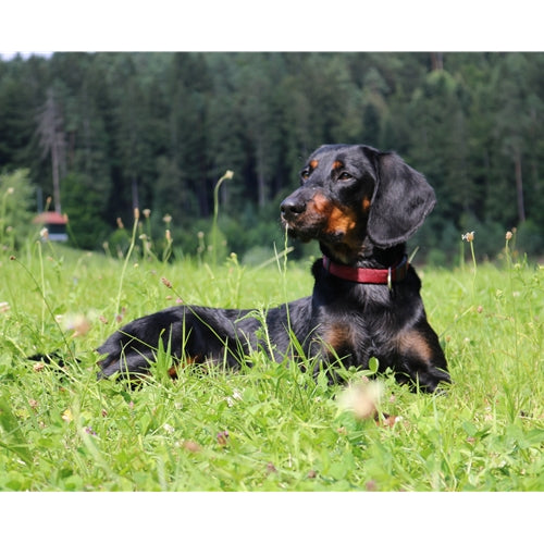 Mr.Pet spletna trgovina