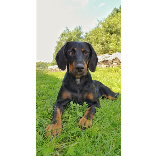 Mr.Pet spletna trgovina