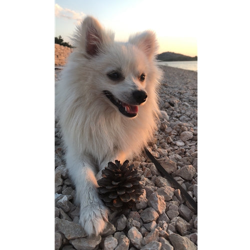 Mr.Pet spletna trgovina