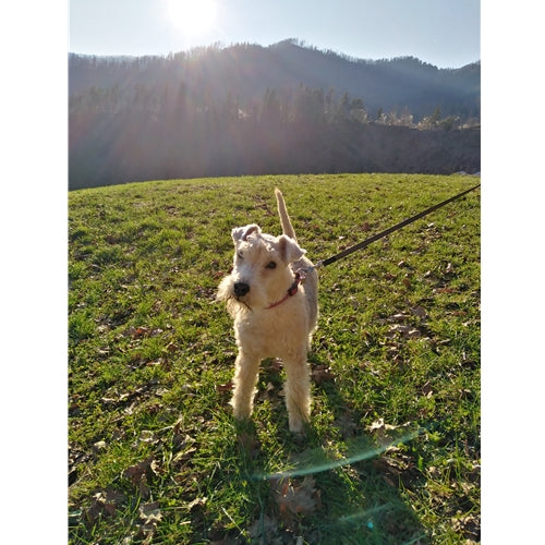 Mr.Pet spletna trgovina