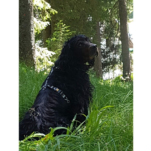 Mr.Pet spletna trgovina