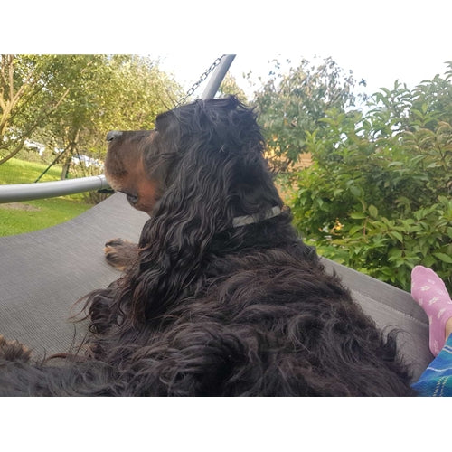 Mr.Pet spletna trgovina
