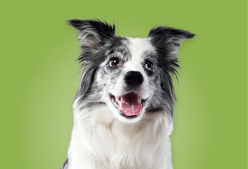 Mr.Pet spletna trgovina