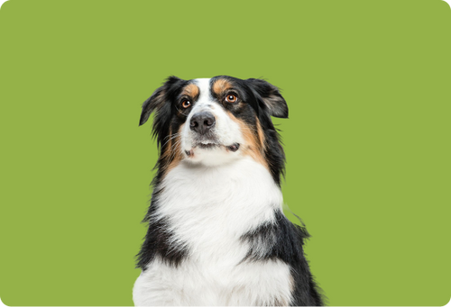 Spletna trgovina Mr.Pet