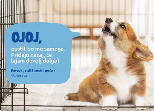 Spletna trgovina Mr.Pet