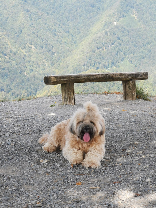 Mr.Pet spletna trgovina