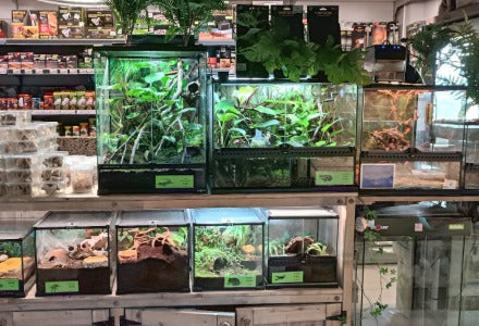 Spletna trgovina Mr.Pet