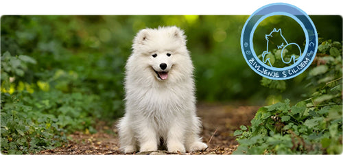 Spletna trgovina Mr.Pet