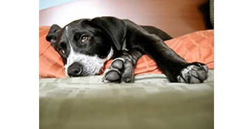 Ali lahko psi spijo z odprtimi očmi?