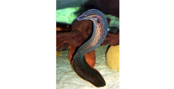 Mastacembelus  Erytrotaenia ali ognjena jegulja