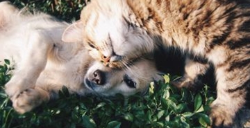 Prijateljstvo med psi in mačkami