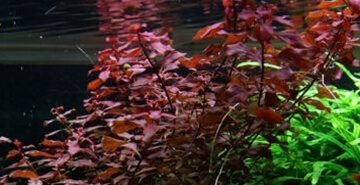 Izboljšajte kakovost akvarijske vode z rastlinami iz družine Ludwigia