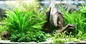 Kako do bujnega akvarijskega rastlinja?