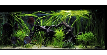Valisnerija gigantea