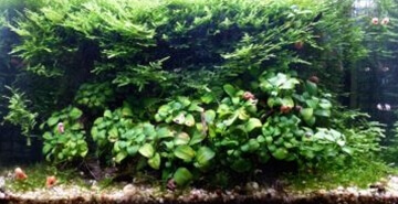 Anubias-idealna rastlina za začetnike, a pozor!