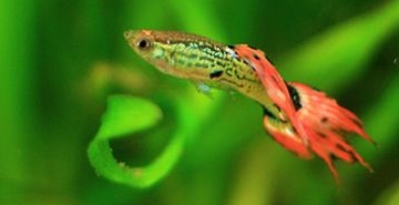 Akvarijske ribe Gupi - Poecilia reticulata