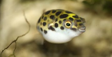 Napihovalka vrste Tetraodon biocellatus
